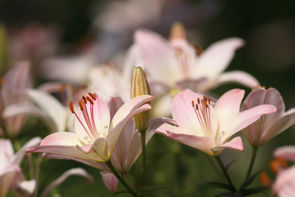 すかしゆりの森その１