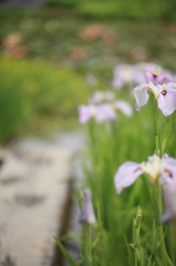 菖蒲道