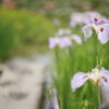 菖蒲道