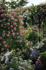 Rose  garden