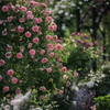 Rose  garden