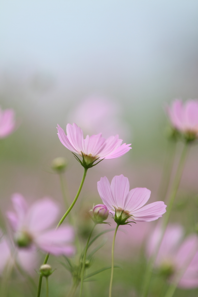 Natural Ⅱ