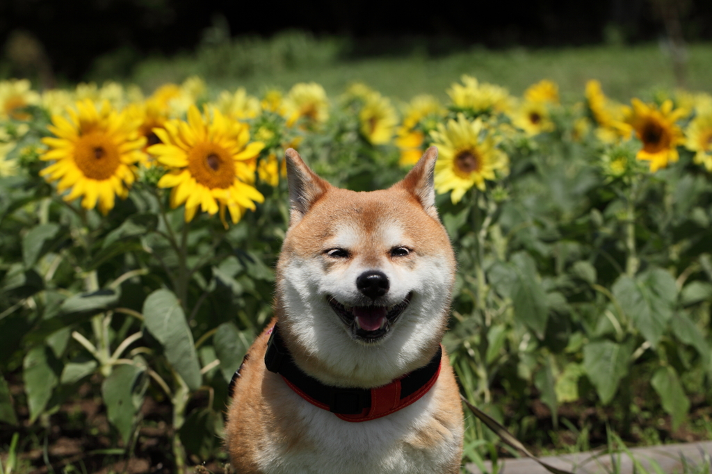 ひまわり