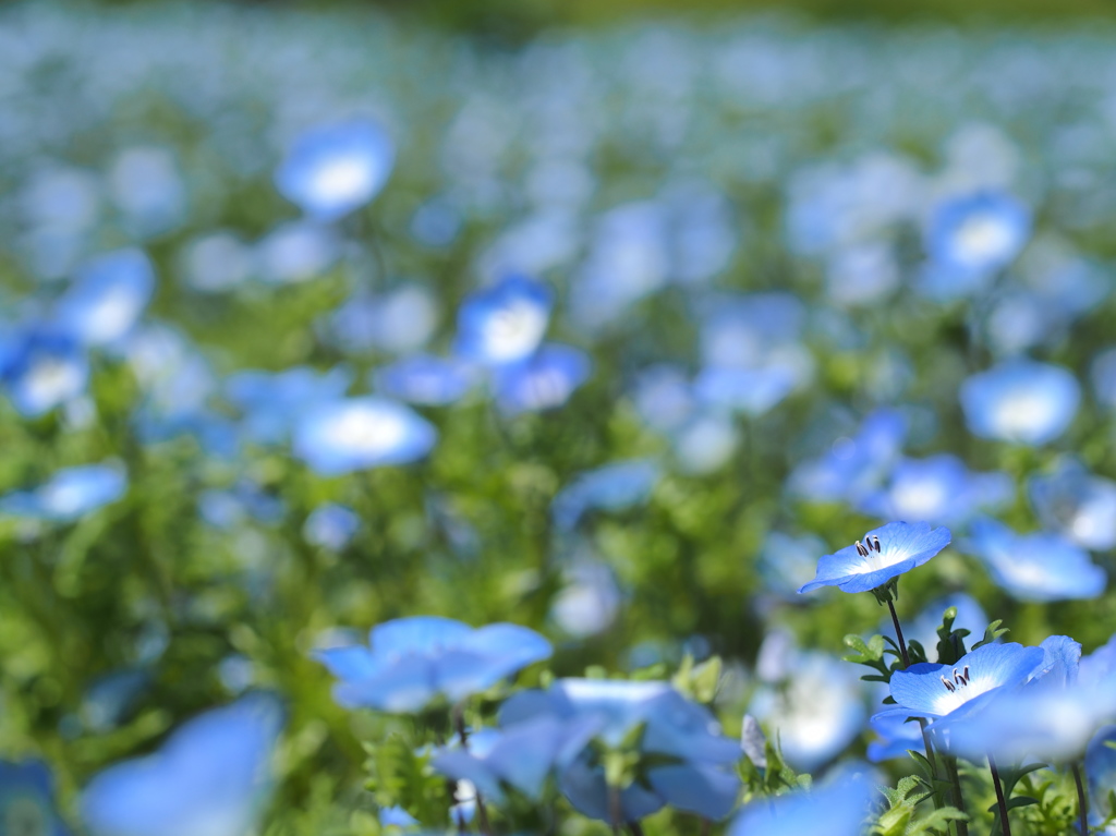 Blue forest