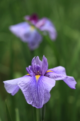 菖蒲の季節　Ⅱ