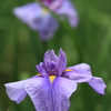 菖蒲の季節　Ⅱ