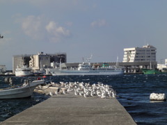 城ケ島から見た三崎港