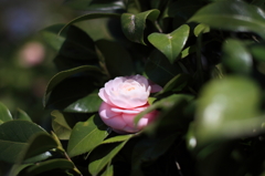 花椿