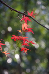 最後の紅葉