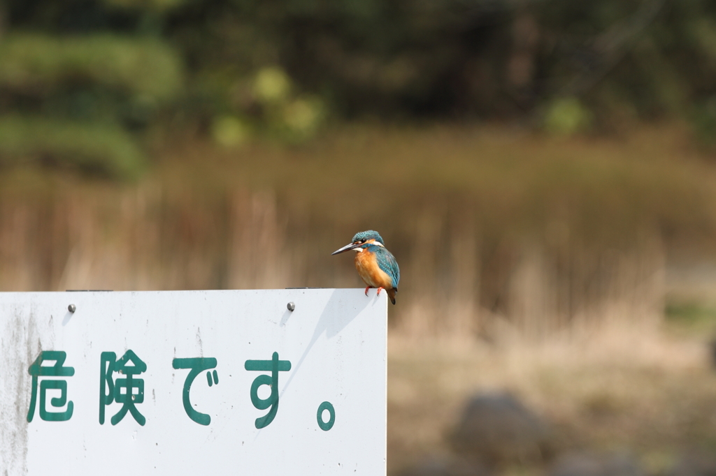 お魚注意報