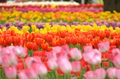 Flower wave  横浜公園の春