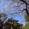 鎌倉　ふらり　~本覚寺　枝垂れ桜~