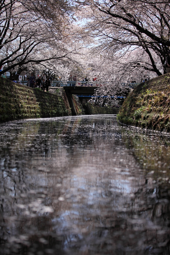 さくら川