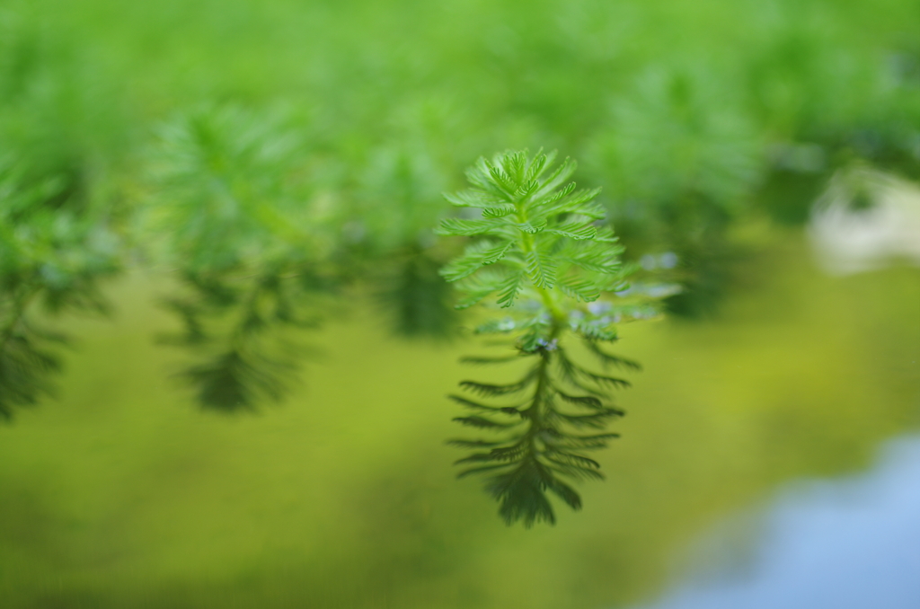 水面の杜