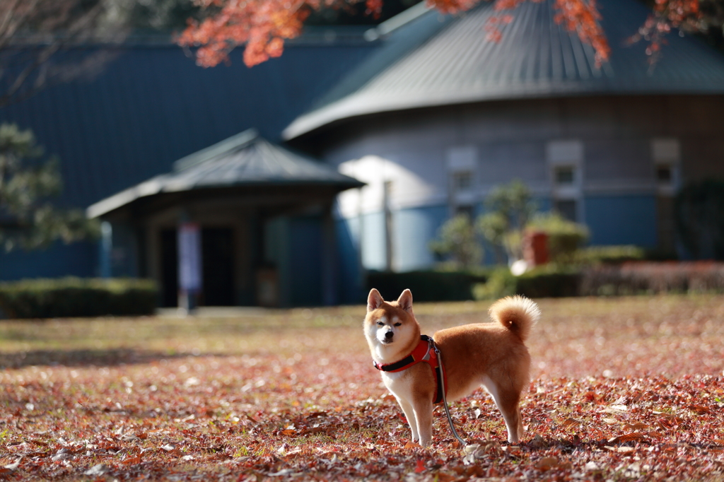 凛として。。2013'