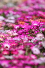 リビングストーンデイジー