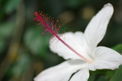 夏の華