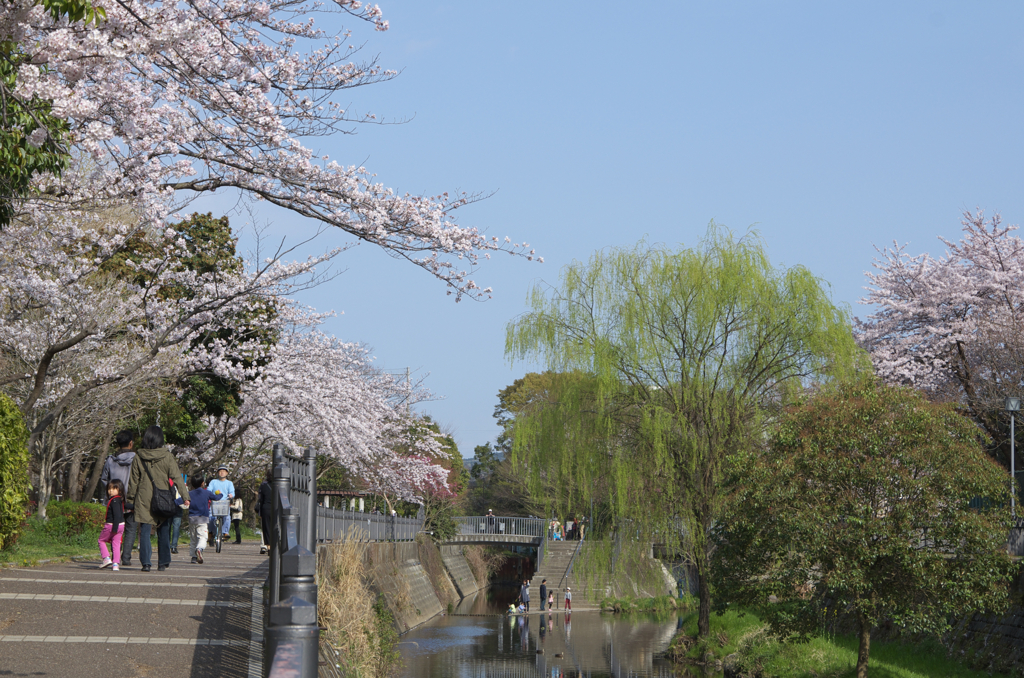 桜三昧