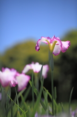 梅雨の晴れ間　　～菖蒲編～