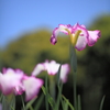 梅雨の晴れ間　　～菖蒲編～