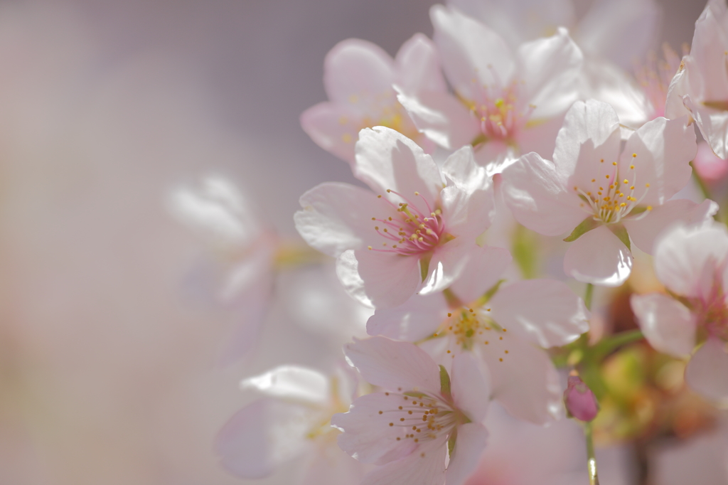 Spring has come