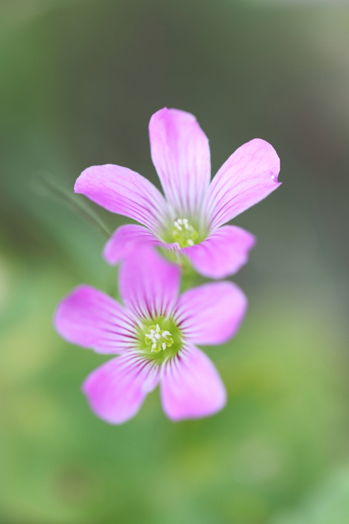 花二輪