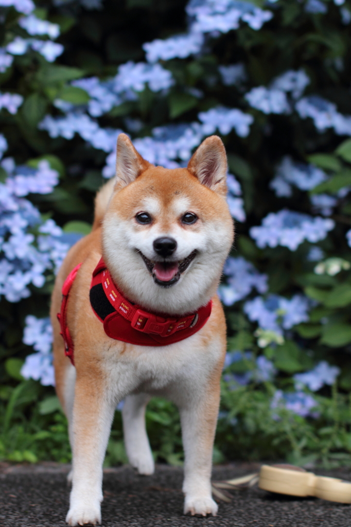 梅雨のお散歩♪