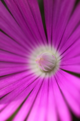 我が家の松葉菊
