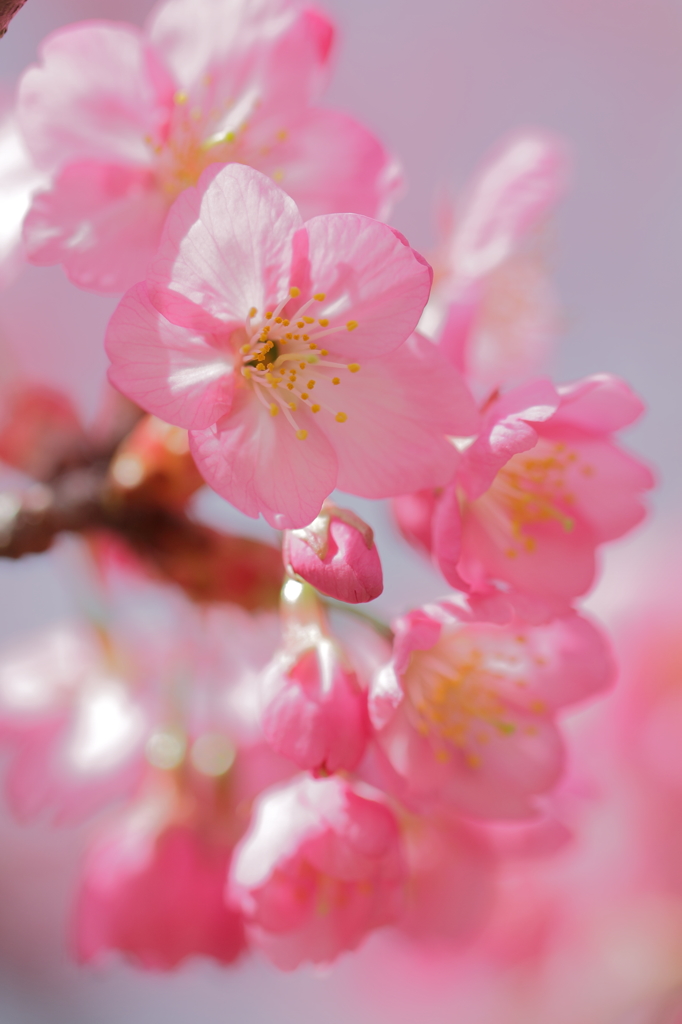 横浜緋桜満開!