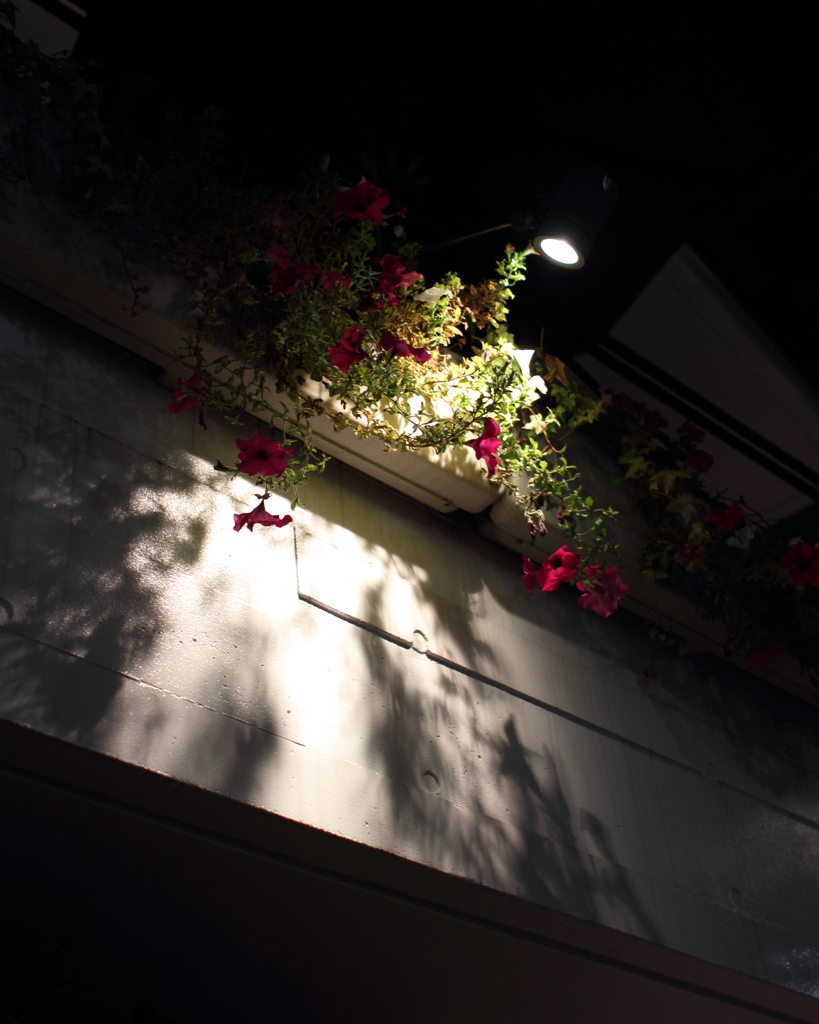Light,　flower, and  shadow 