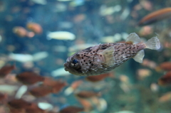 機嫌は悪くない？？