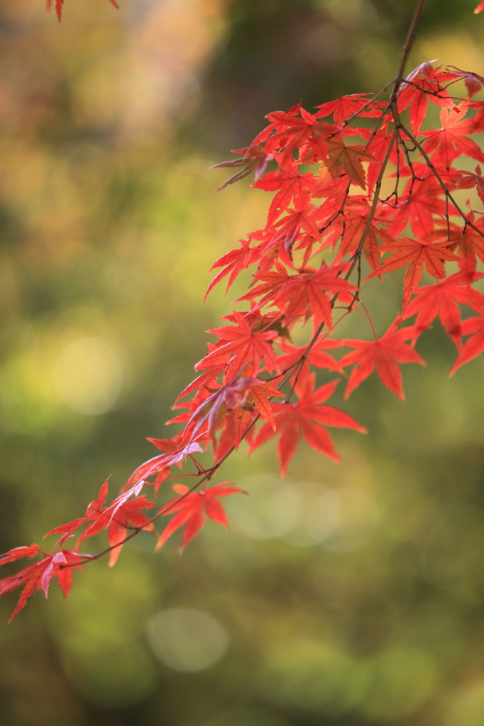 秋風の宮ヶ瀬　　-湖畔エリア　紅い流れ-