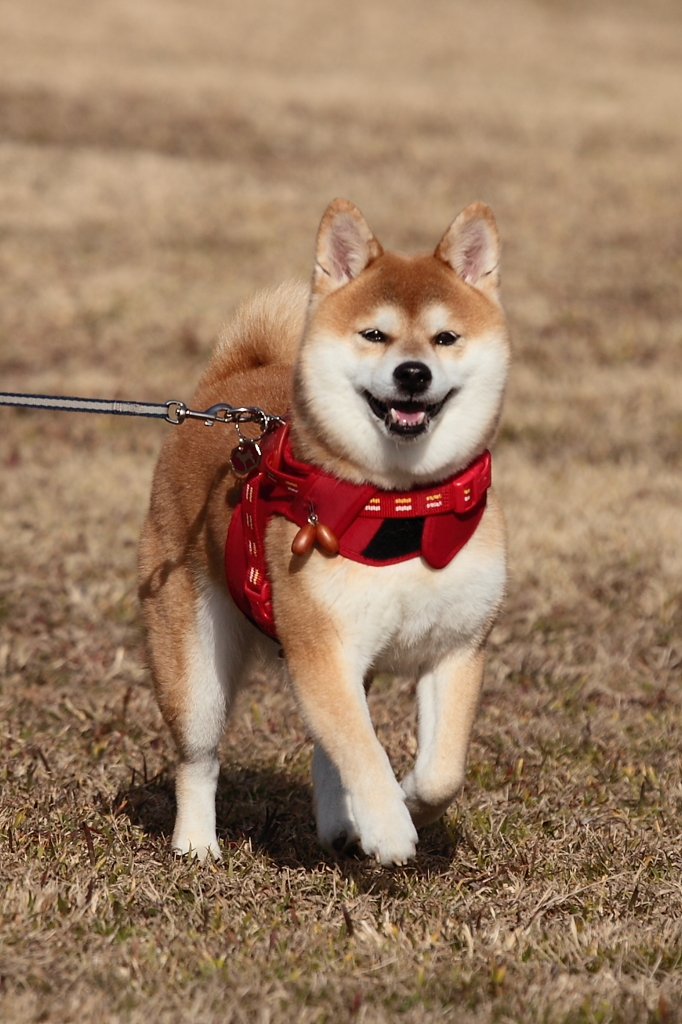 陽光の中、走る。