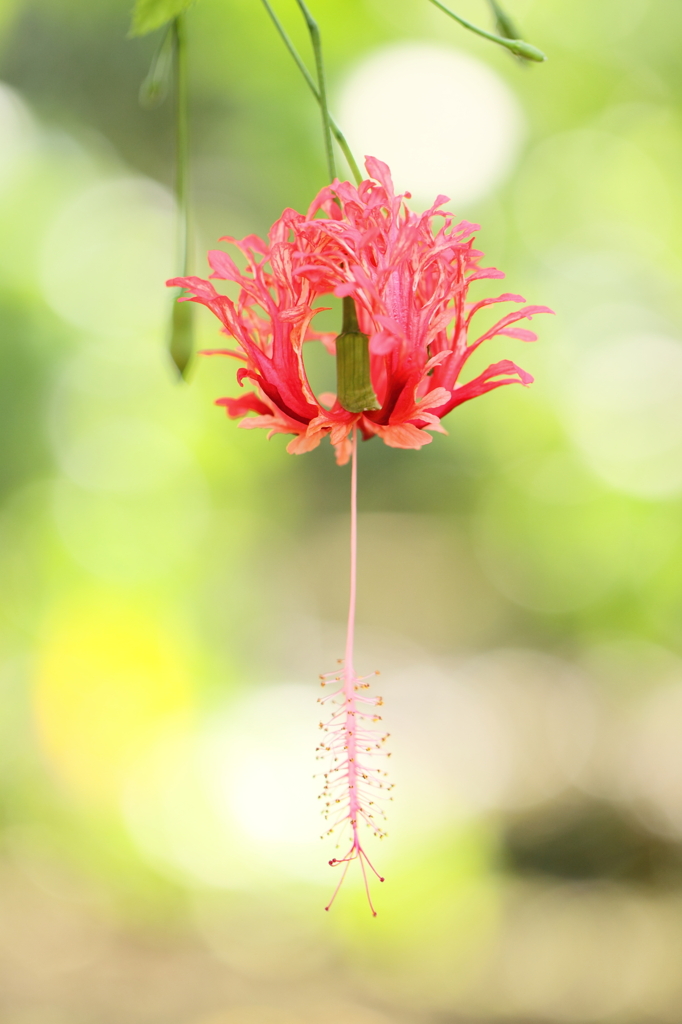 晩夏の雫