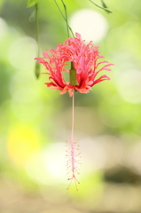 晩夏の雫