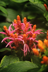 緑園の花火