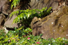 冬の公園に生きる1