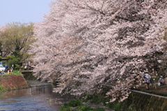 春爛漫
