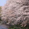 春爛漫