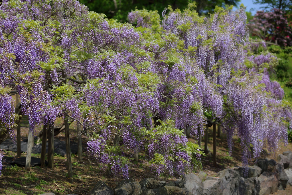 Purple Rain