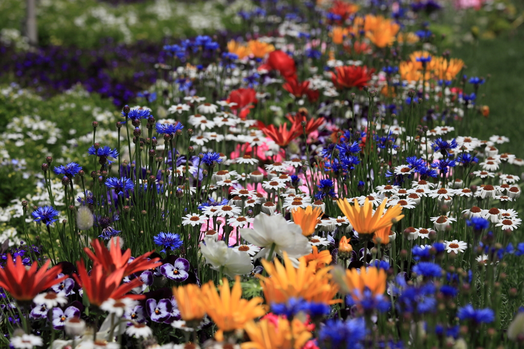 赤レンガの花畑♪
