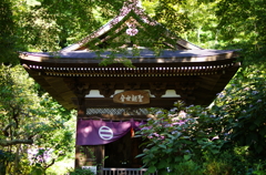 鎌倉　ふらり　　～円覚寺　参　黄梅院　秋のあじさい～