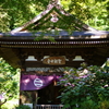 鎌倉　ふらり　　～円覚寺　参　黄梅院　秋のあじさい～