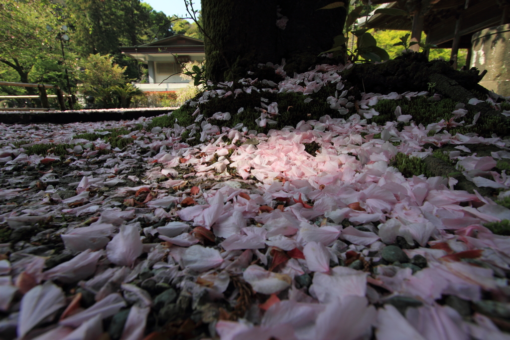 鎌倉　ふらり　～妙本寺　八重桜～