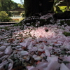 鎌倉　ふらり　～妙本寺　八重桜～