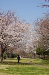 桜　散歩道