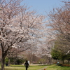 桜　散歩道
