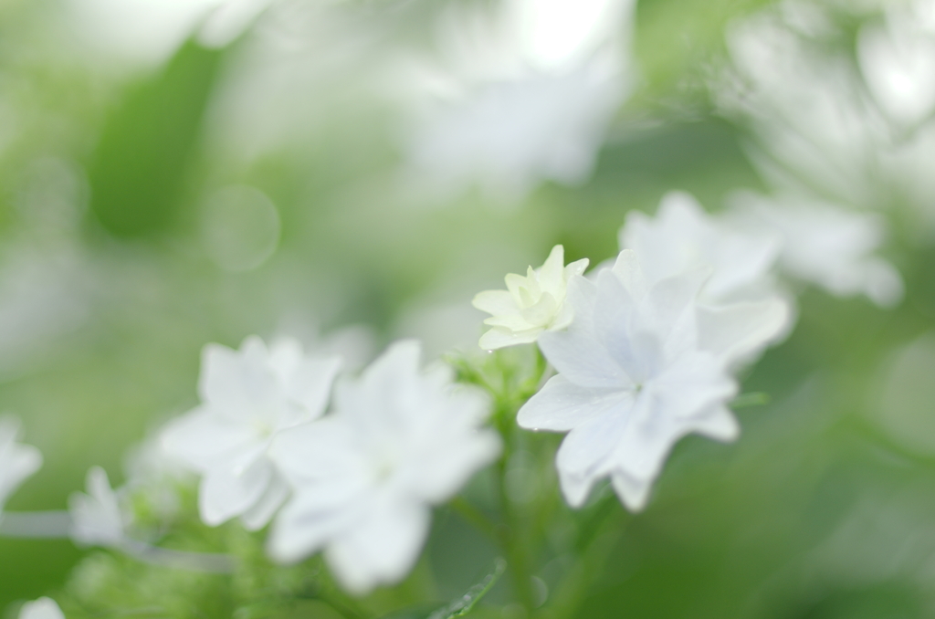 ☆　white sｔar ☆