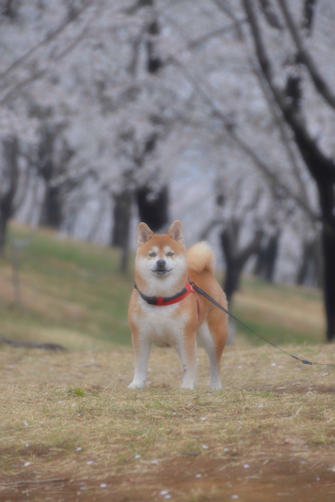 春色のリーダー