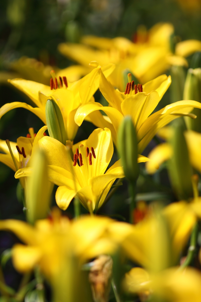 すかしゆりの森その２